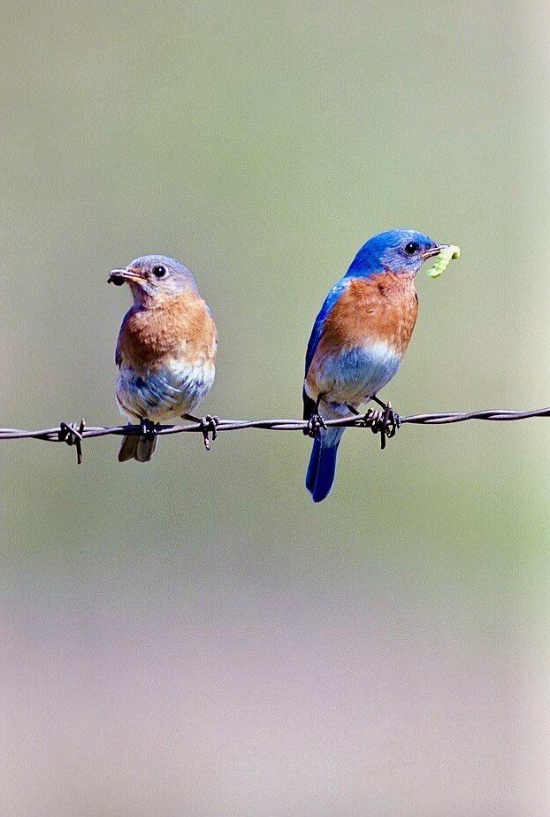 Female and male Eastern Bluebird by Jim Rathert (from Missouri State Archives, Missouri Department of Conservation) is available through Public Domain